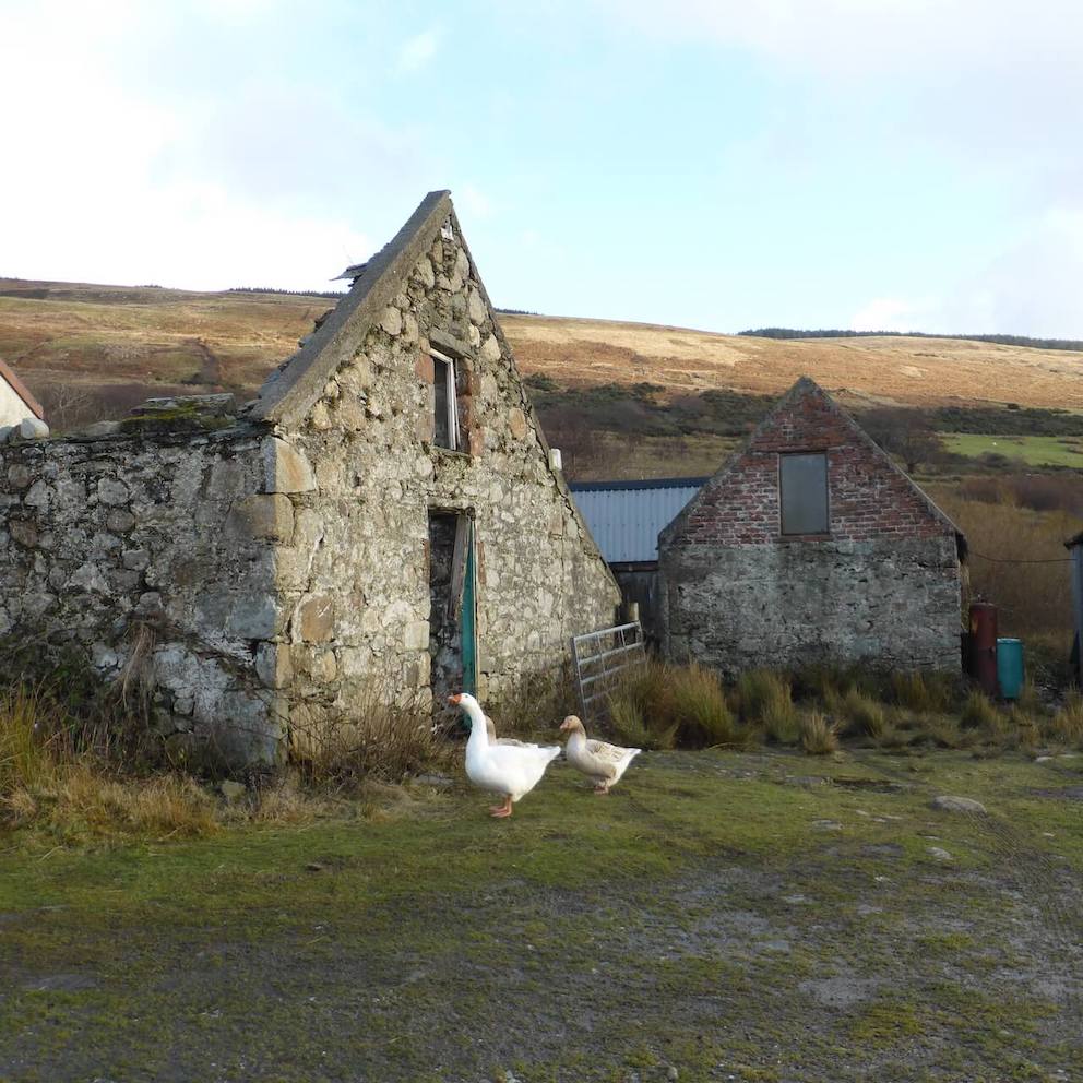 Geese on a farm on the Isle of Arran