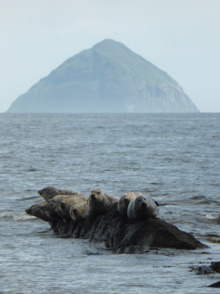 Seals on Kildonan Beach, Isle of Arran