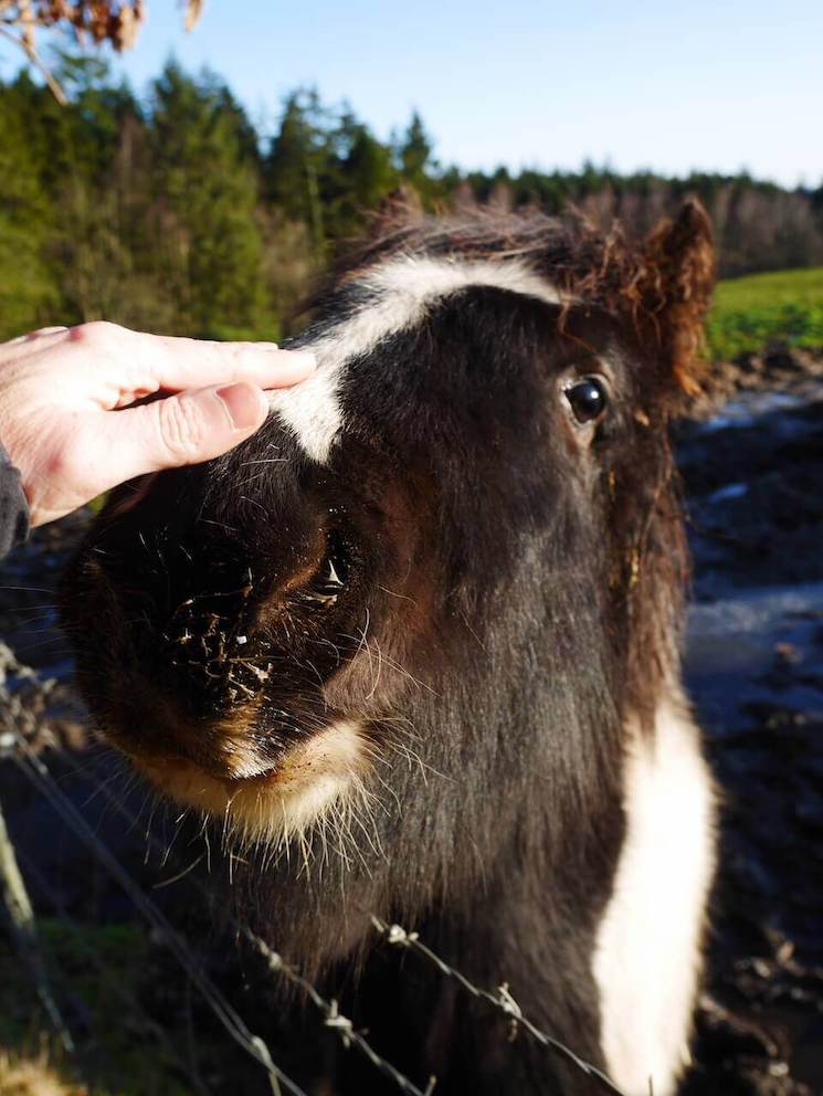 A pony comes over for a greeting and to be petted, near Stirling