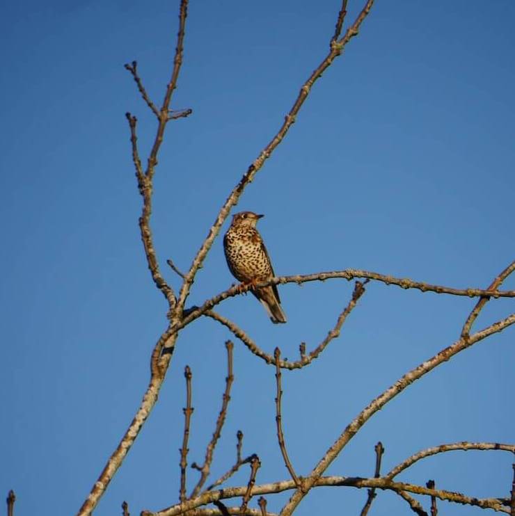 A thrush in a treetop along Gateside Road