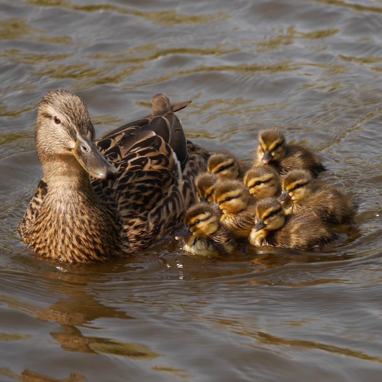 Ducklings huddled close to their mum
